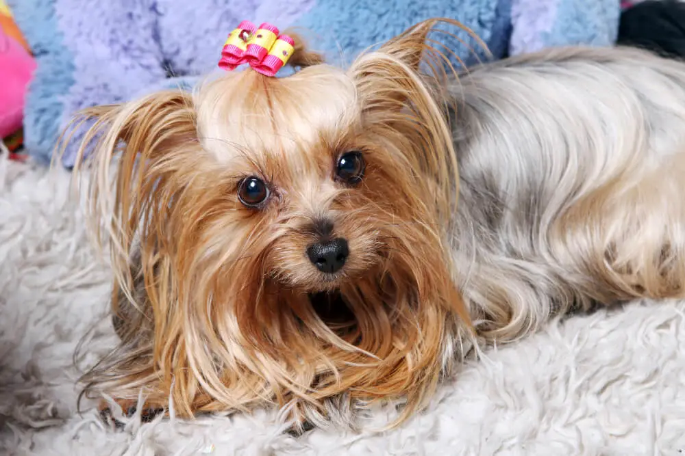 Arguments In Favor Of Yorkies Puppies