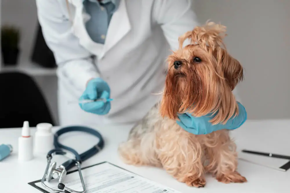 Maintenance and Health of Yorkies